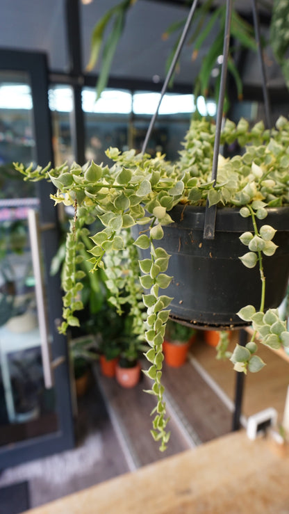 Dischidia Ruscifolia Variegata studio plantes rares jungle jardinerie strasbourg rare plant shop online pflanzen