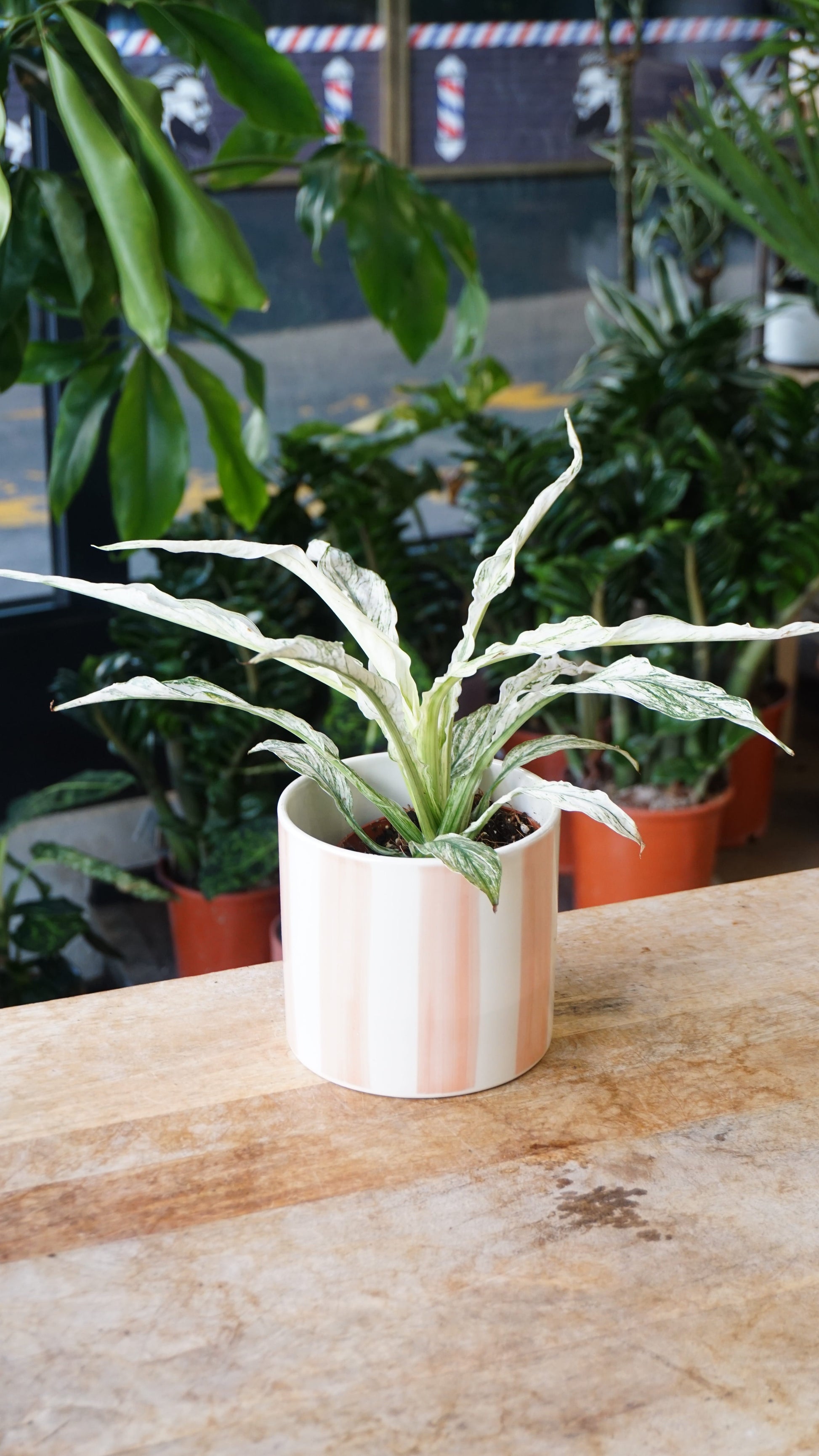 Spathiphyllum Sensation Variegata studio plantes rares jungle jardinerie strasbourg rare plant shop online pflanzen