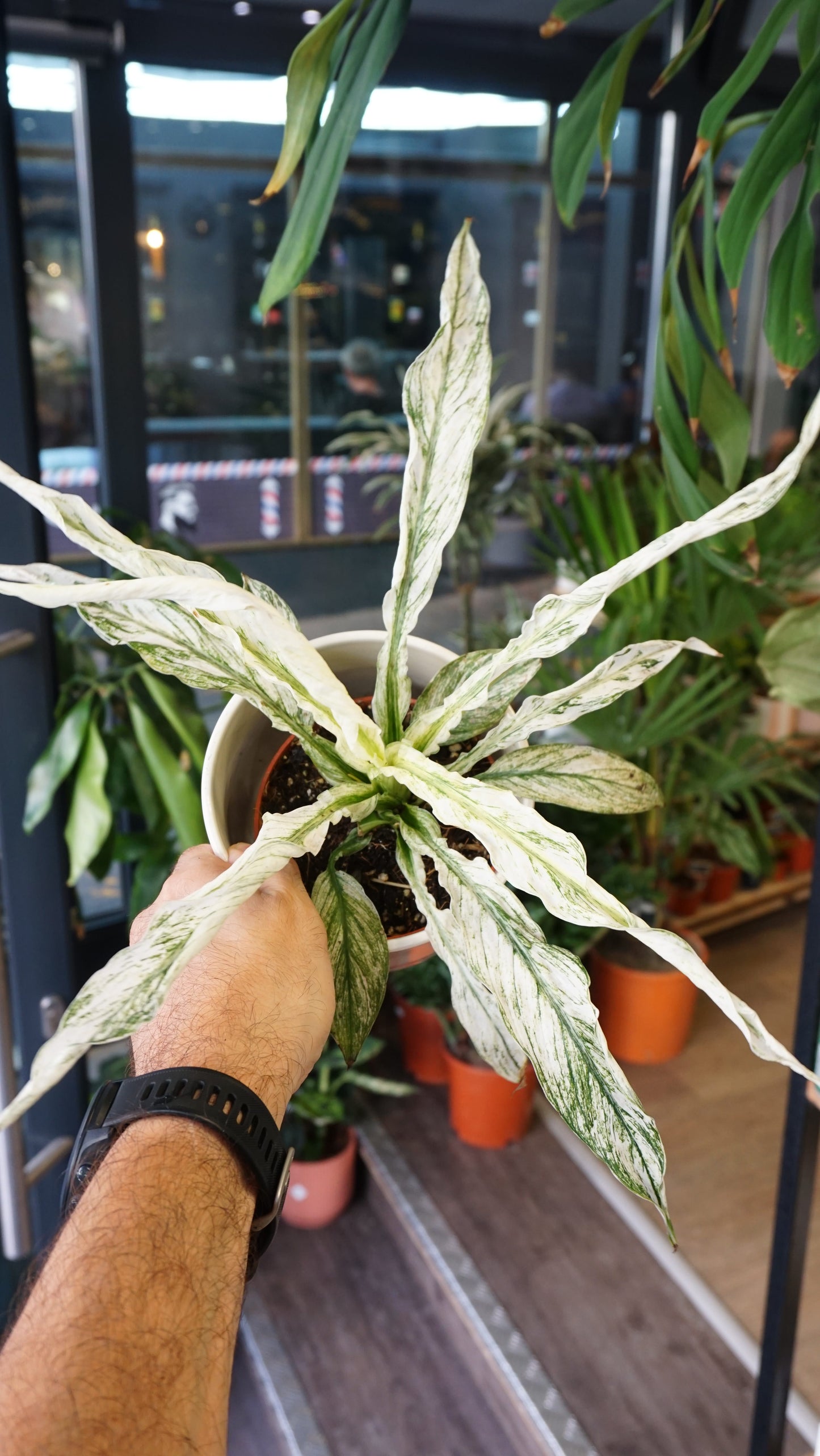 Spathiphyllum Sensation Variegata studio plantes rares jungle jardinerie strasbourg rare plant shop online pflanzen