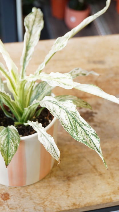 Spathiphyllum Sensation Variegata studio plantes rares jungle jardinerie strasbourg rare plant shop online pflanzen