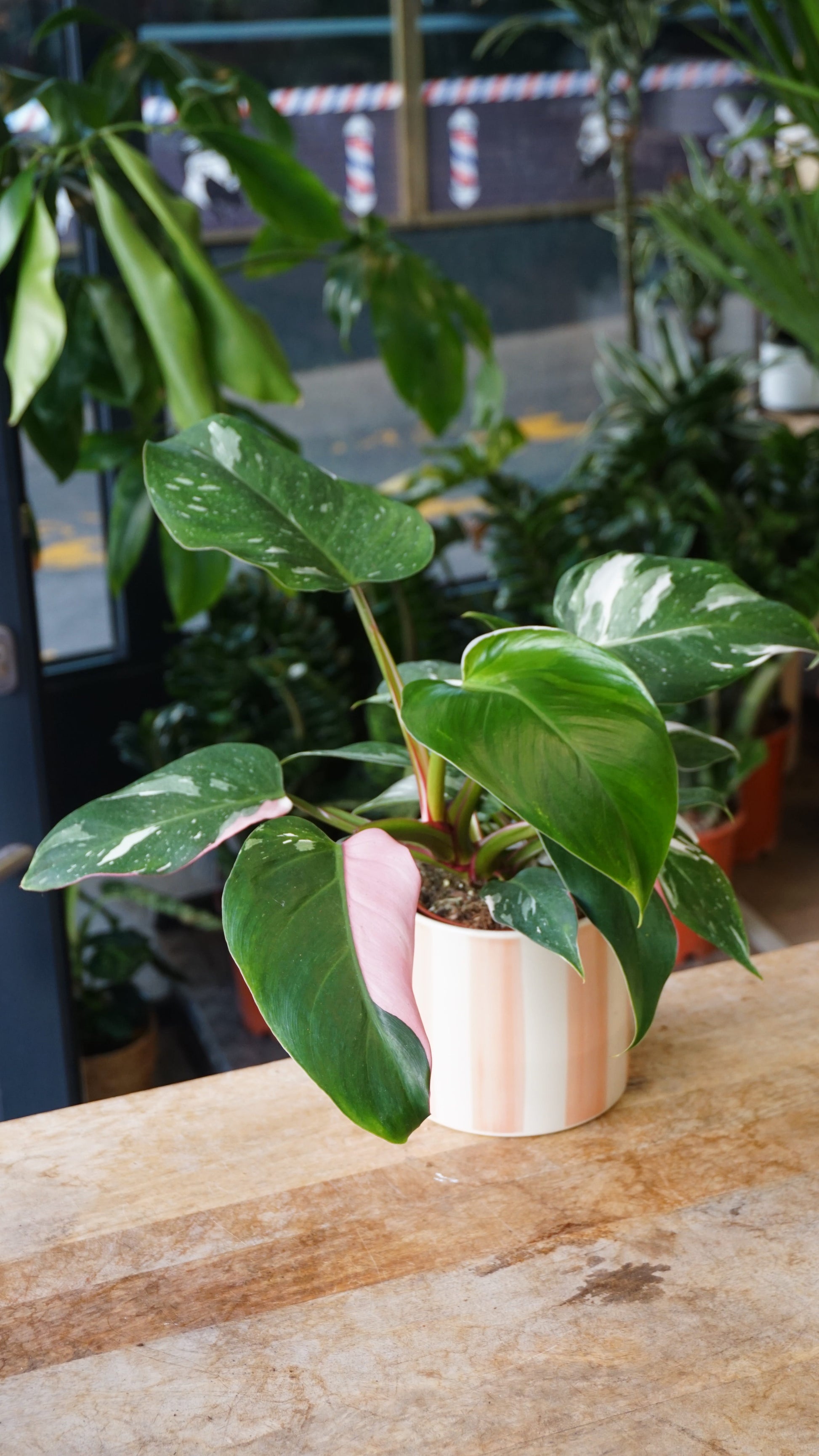 Philodendron Tricolore white princess studio plantes rares jungle jardinerie strasbourg rare plant shop online pflanzen