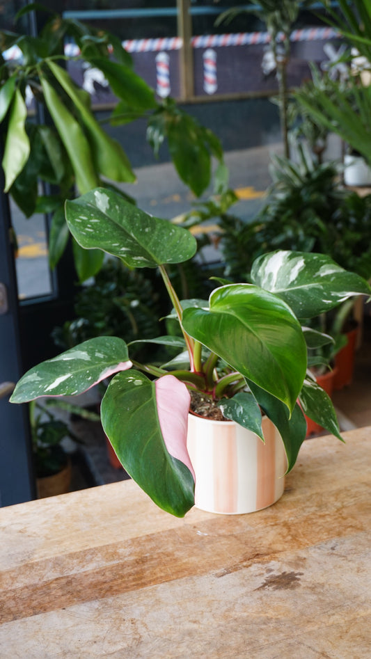 Philodendron Tricolore white princess studio plantes rares jungle jardinerie strasbourg rare plant shop online pflanzen