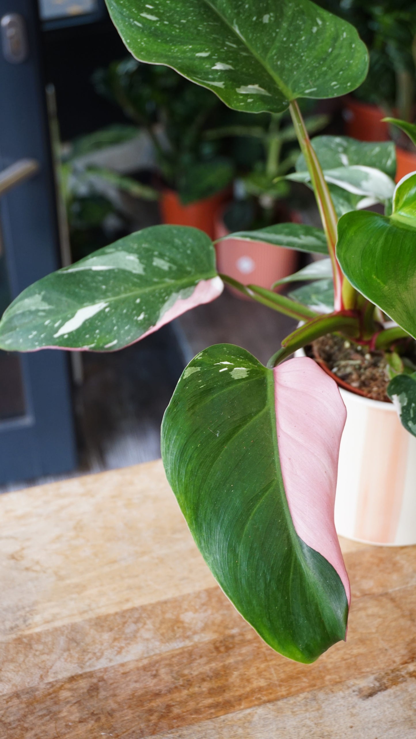 Philodendron Tricolore white princess studio plantes rares jungle jardinerie strasbourg rare plant shop online pflanzen