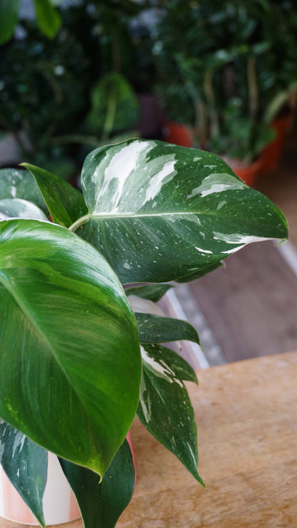 Philodendron Tricolore white princess studio plantes rares jungle jardinerie strasbourg rare plant shop online pflanzen