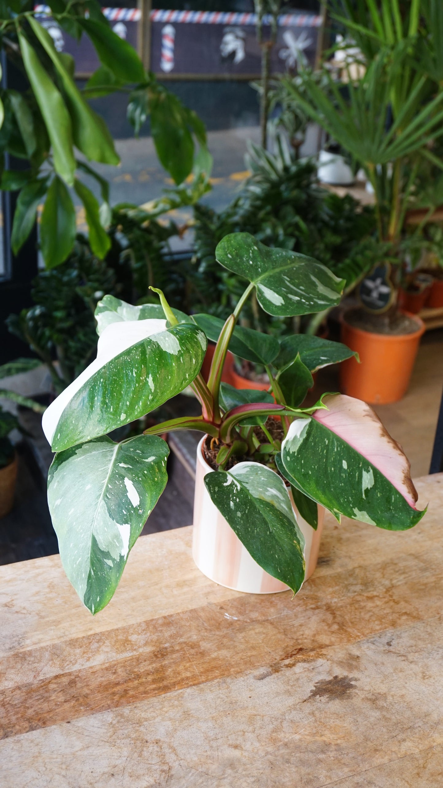 Philodendron Tricolore white princess studio plantes rares jungle jardinerie strasbourg rare plant shop online pflanzen