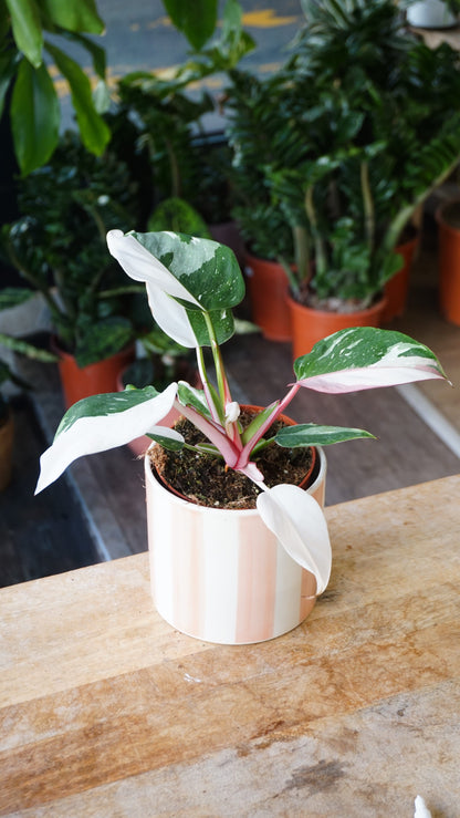 Philodendron Tricolore white princess studio plantes rares jungle jardinerie strasbourg rare plant shop online pflanzen