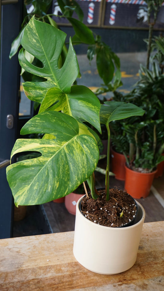 Monstera Aurea (Marmorata)