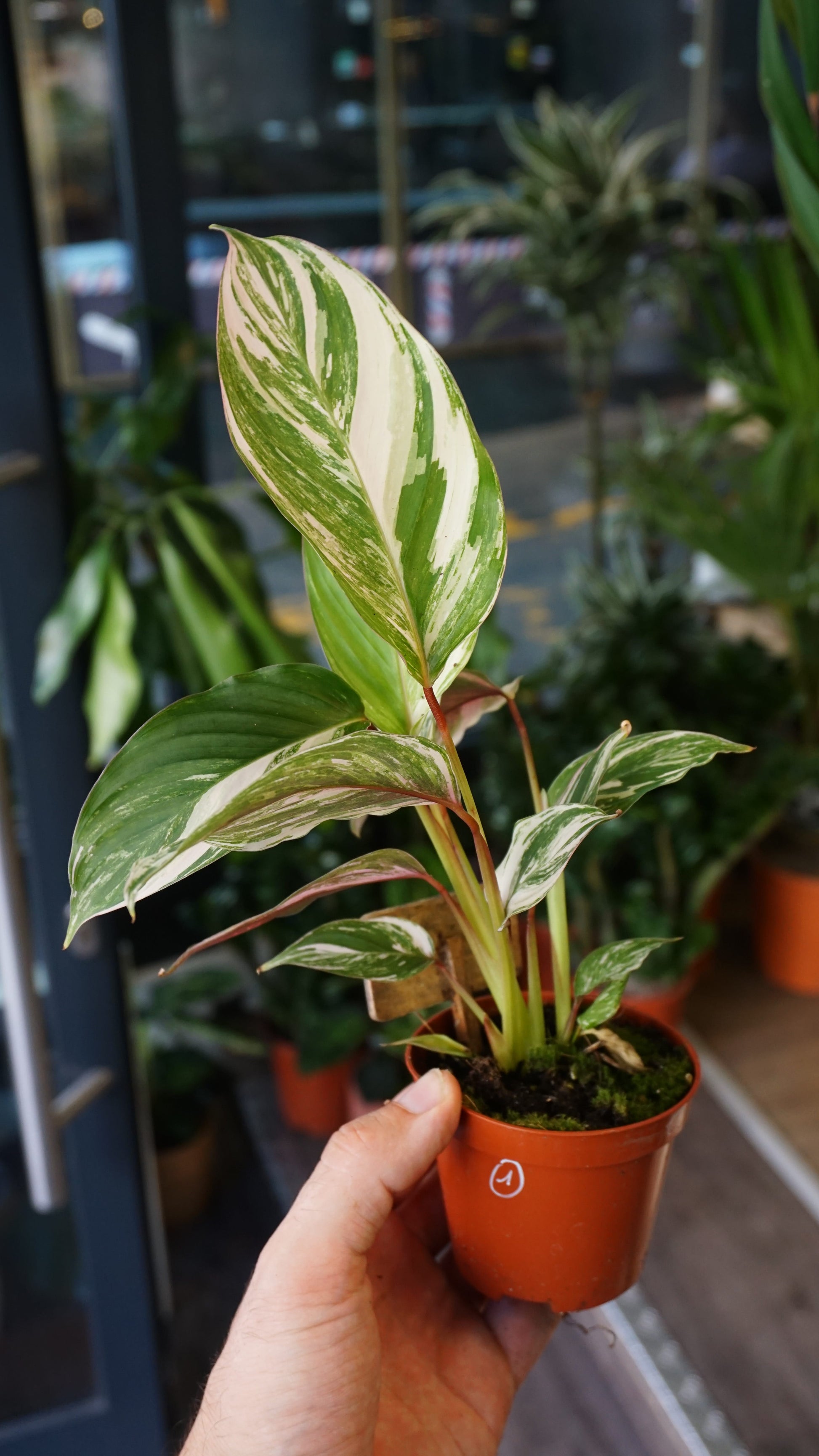 Calathea Glaza Variegata studio plantes rares jungle jardinerie strasbourg rare plant shop online pflanzen