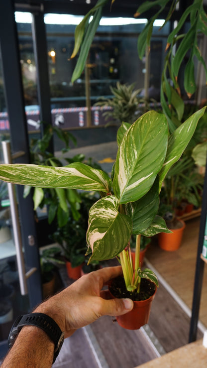 Calathea Glaza Variegata studio plantes rares jungle jardinerie strasbourg rare plant shop online pflanzen