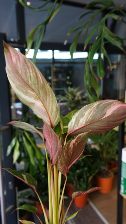Calathea Glaza Variegata studio plantes rares jungle jardinerie strasbourg rare plant shop online pflanzen