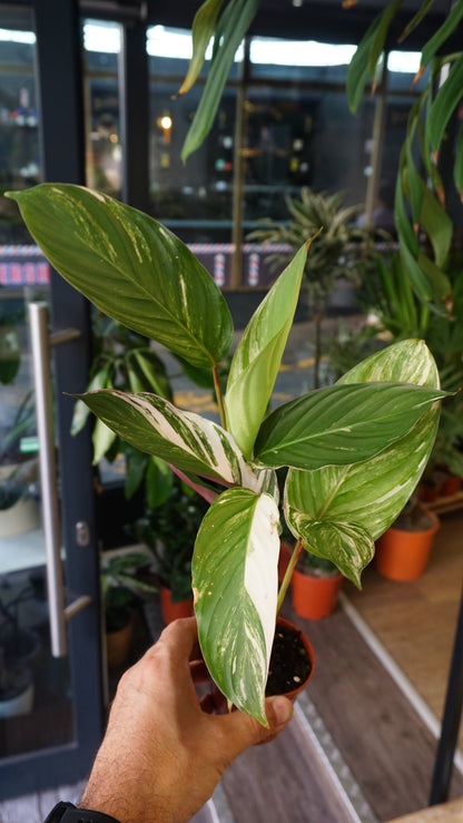 Calathea Glaza Variegata studio plantes rares jungle jardinerie strasbourg rare plant shop online pflanzen