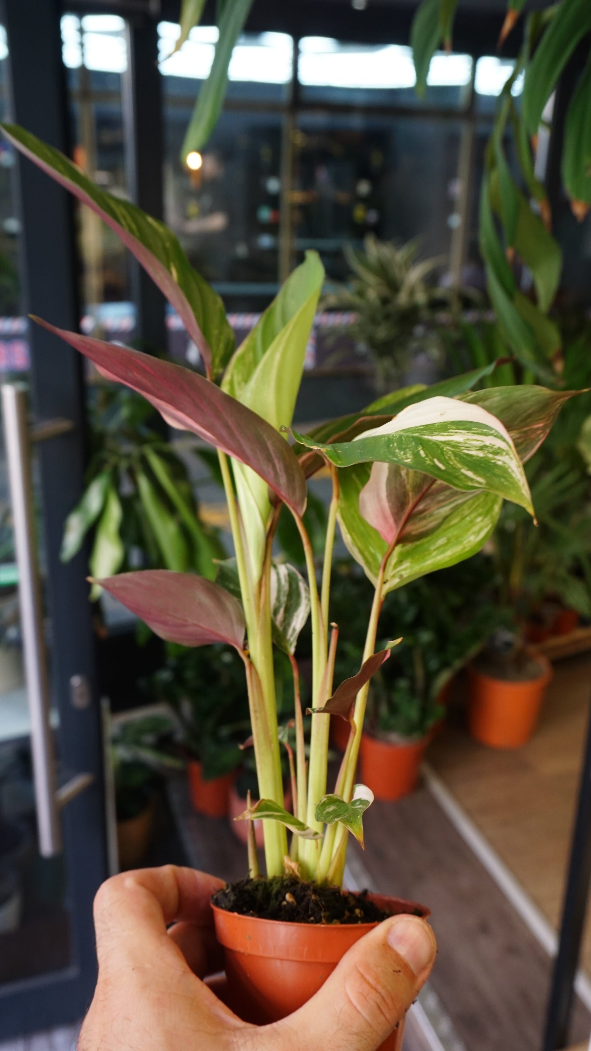 Calathea Glaza Variegata studio plantes rares jungle jardinerie strasbourg rare plant shop online pflanzen