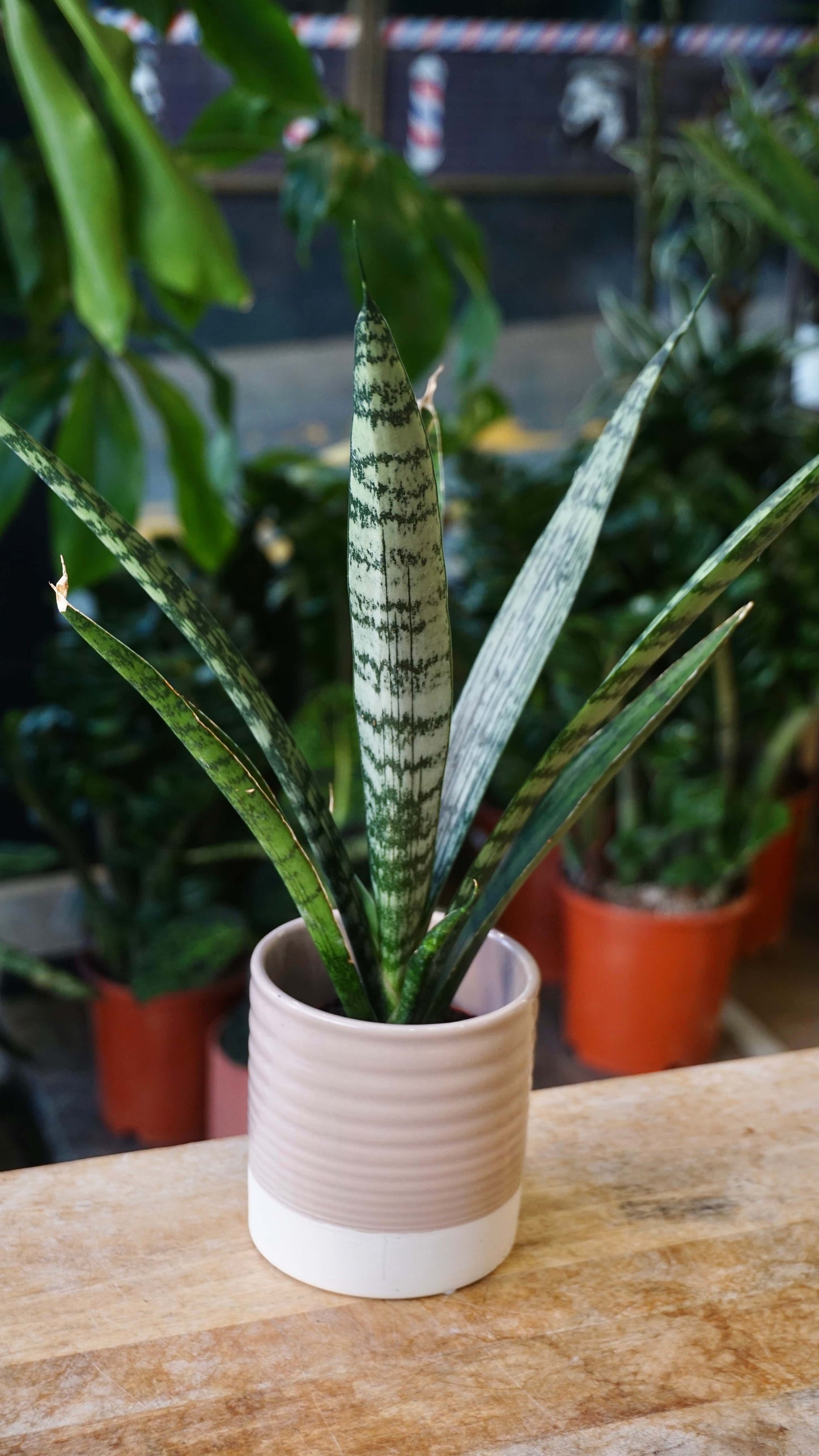 Sansevieria Everest rare collection studio plantes rares jungle jardinerie strasbourg rare plant shop online pflanzen