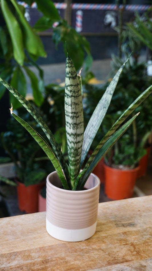 Sansevieria Everest rare collection studio plantes rares jungle jardinerie strasbourg rare plant shop online pflanzen