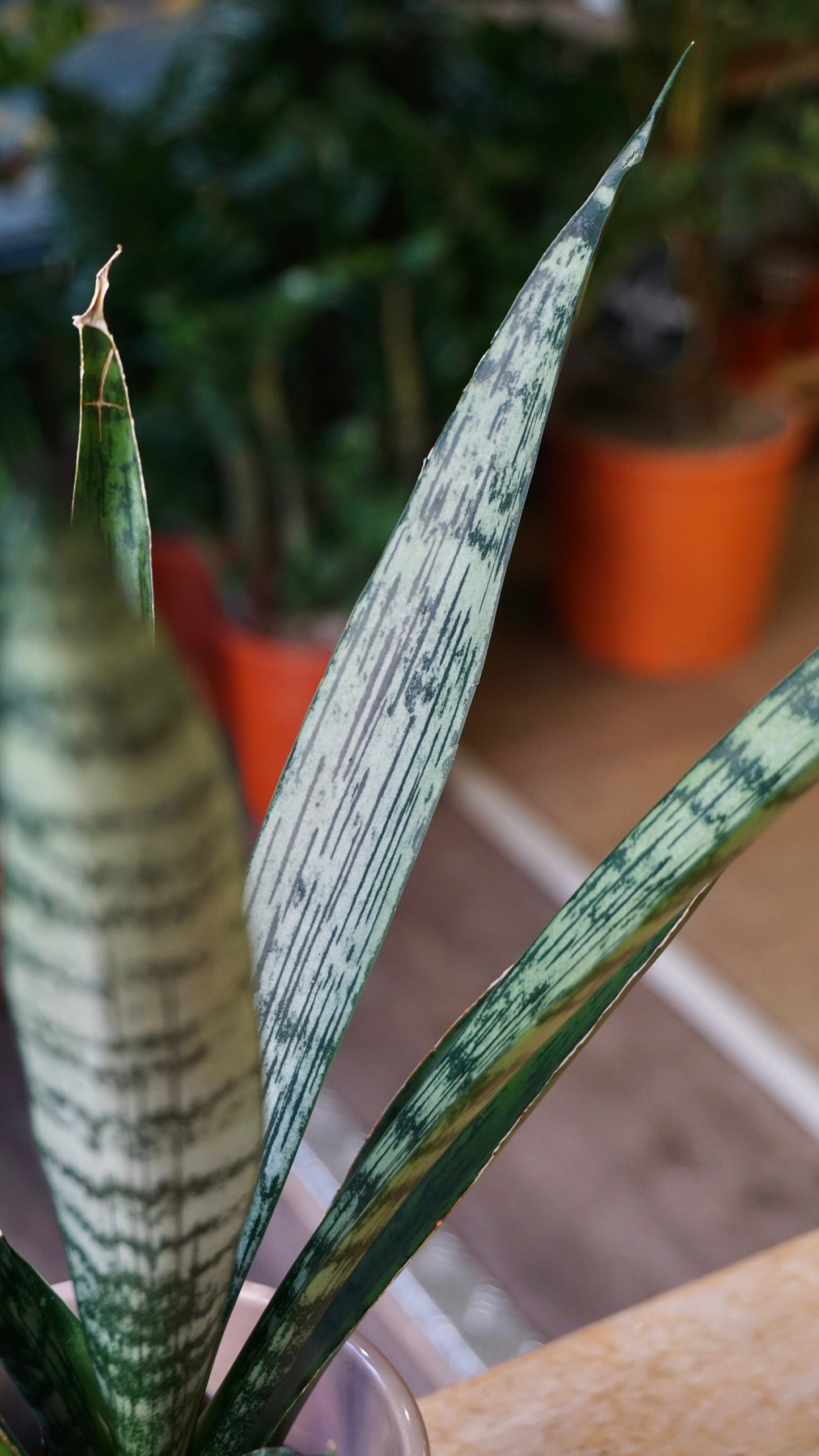 Sansevieria Everest rare collection studio plantes rares jungle jardinerie strasbourg rare plant shop online pflanzen