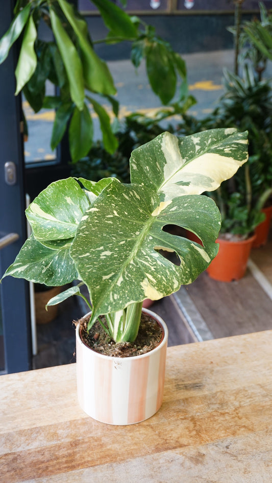 Monstera Thai Mutation