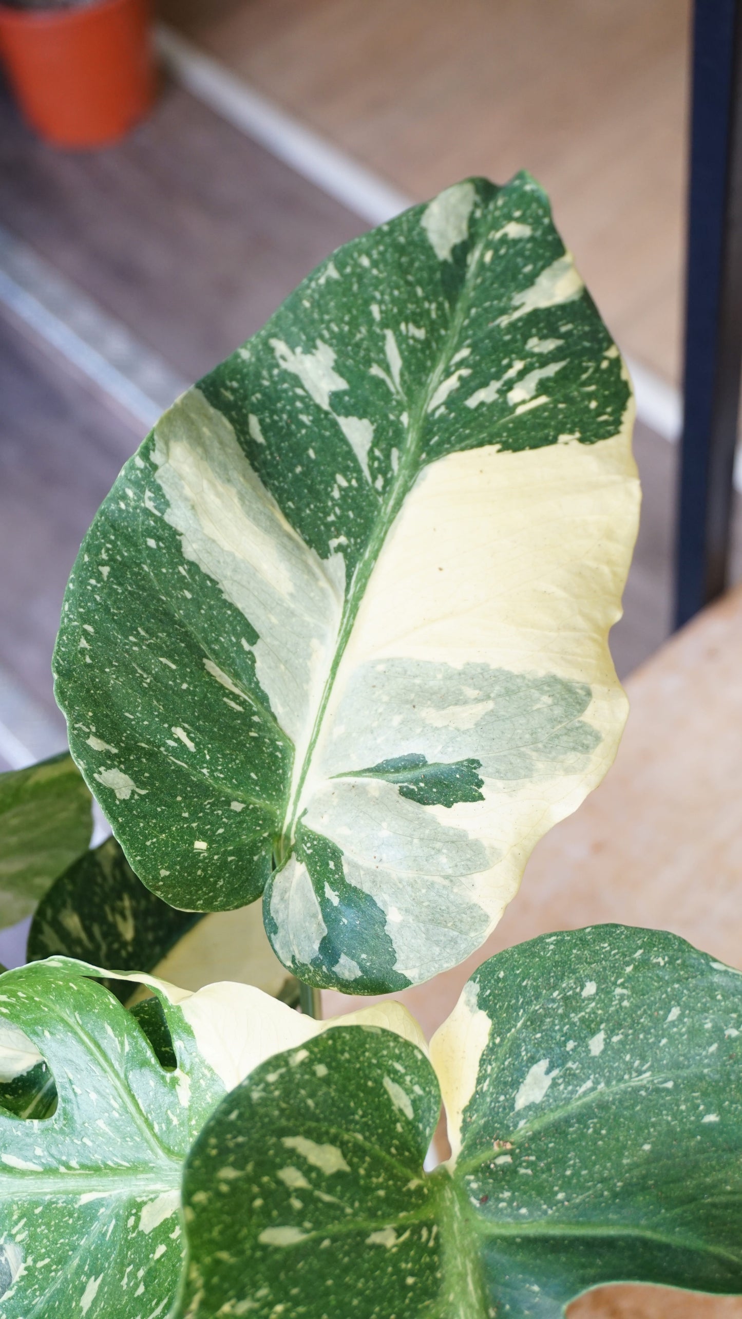 Monstera Thai Mutation