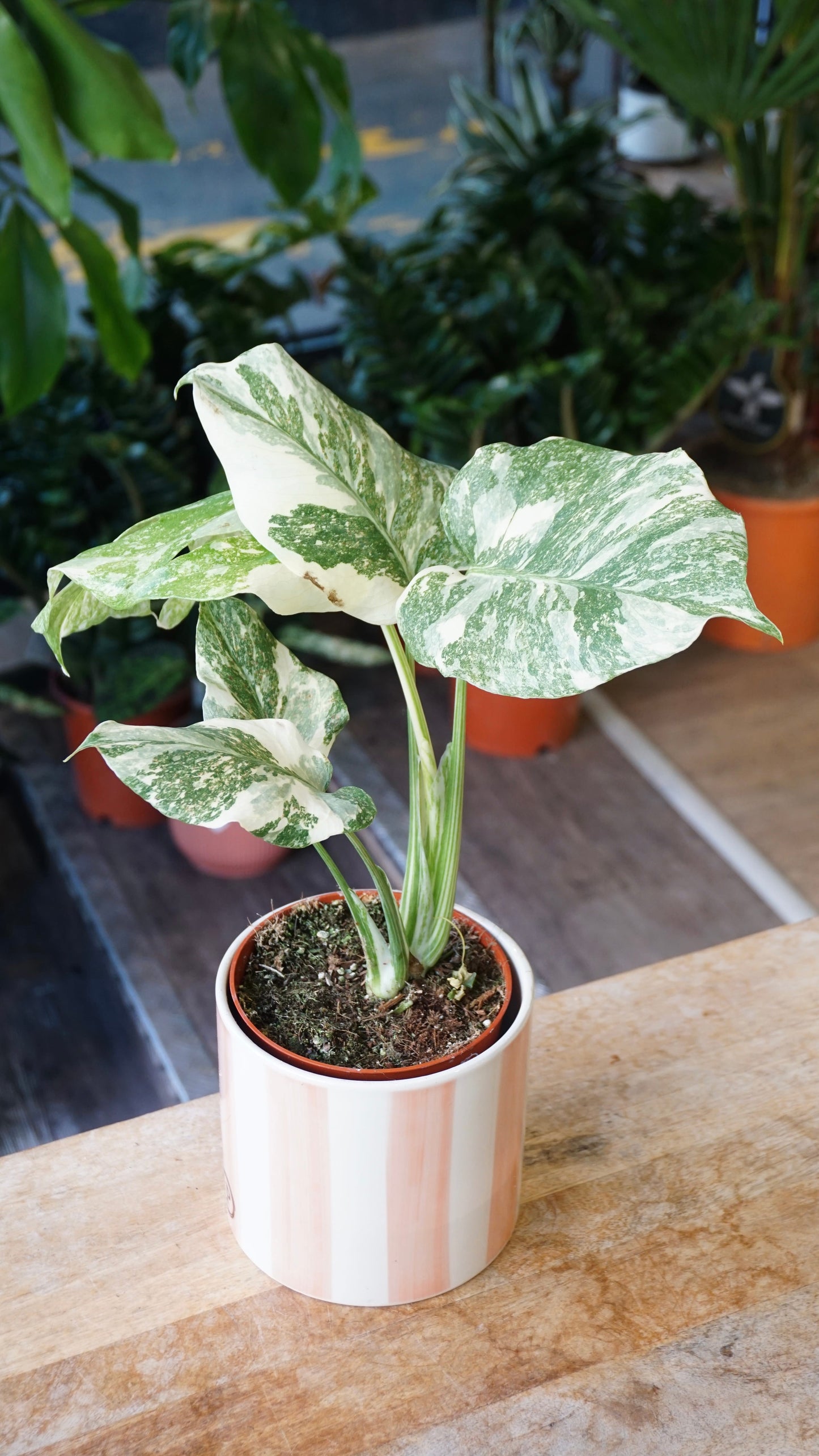 Monstera Thai Mutation