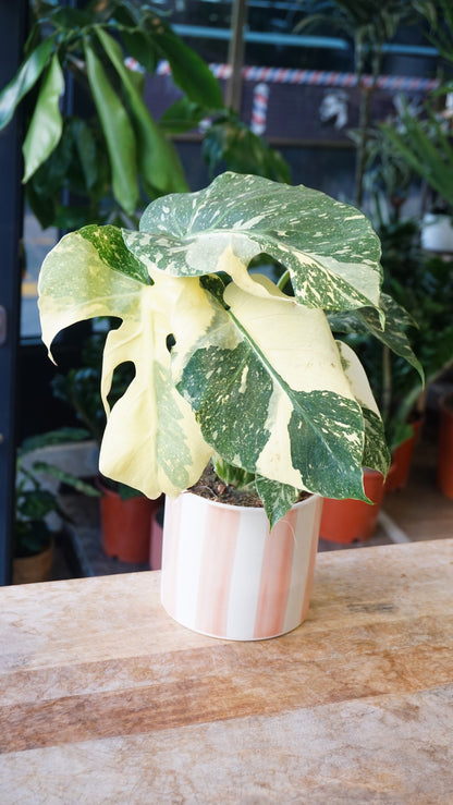 Monstera Thai Mutation