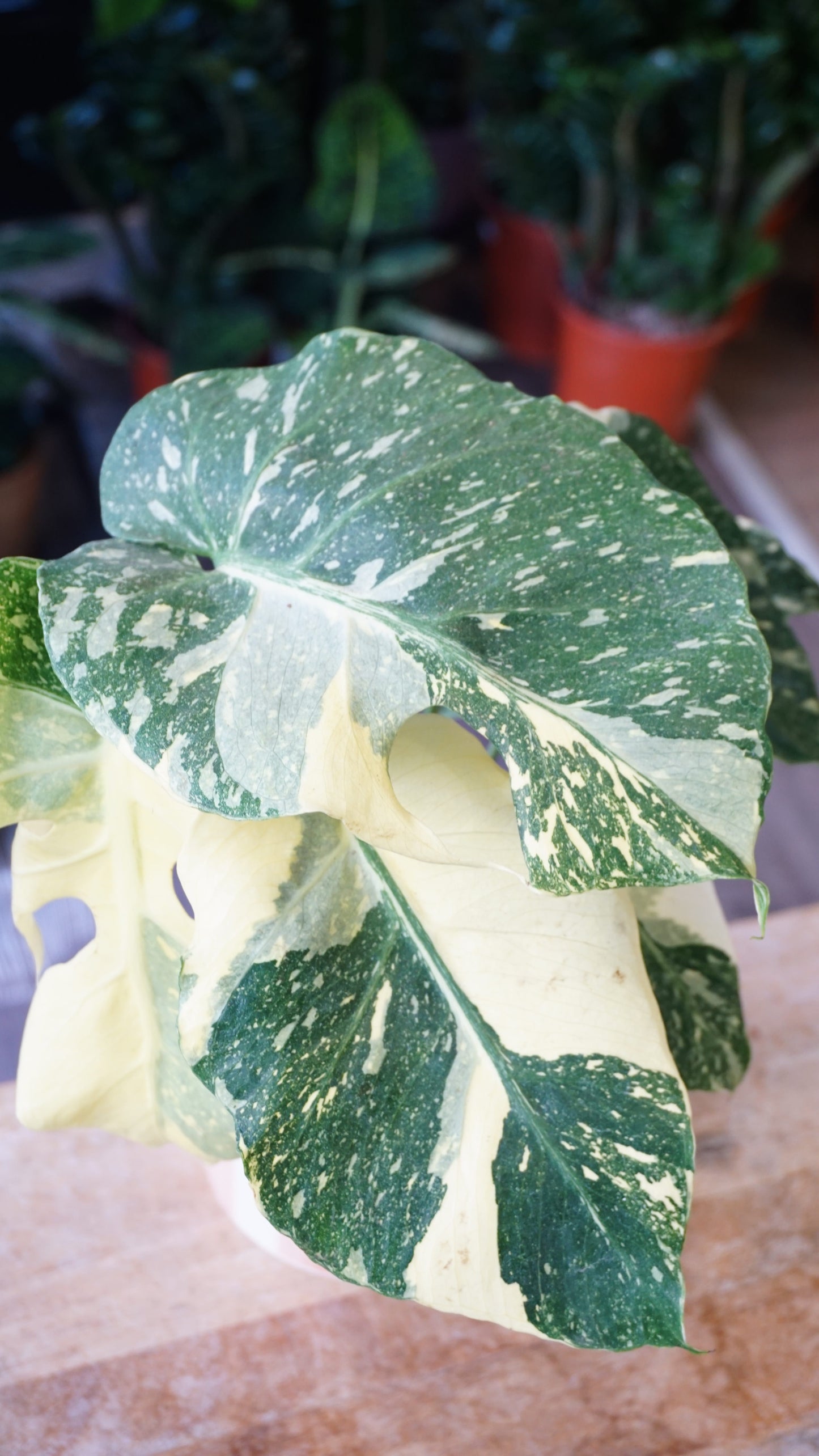 Monstera Thai Mutation