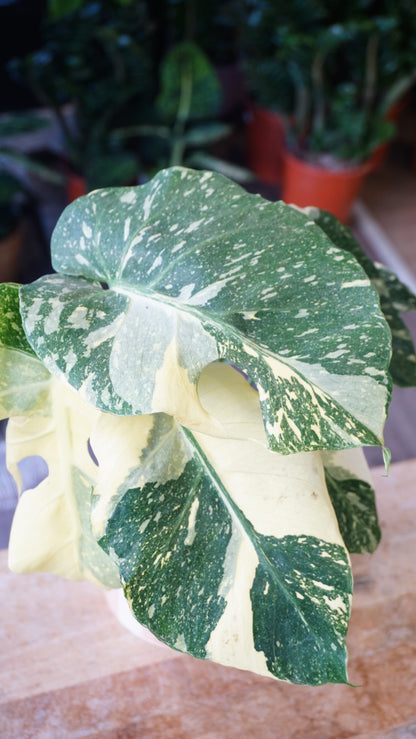 Monstera Thai Mutation