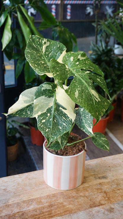 Monstera Thai Mutation