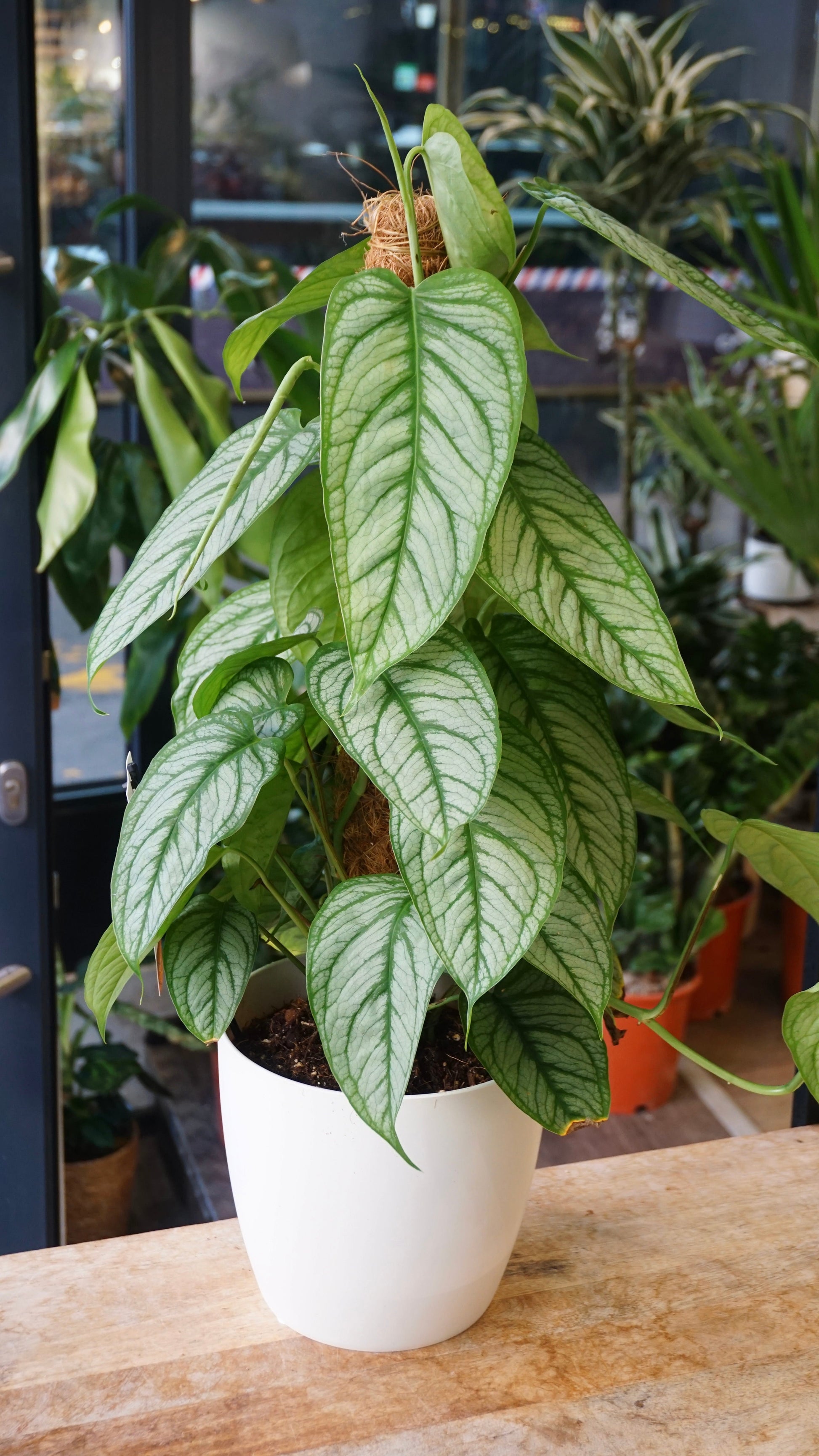 Monstera Siltepecana El Salvador studio plantes rares jungle jardinerie strasbourg rare plant shop online pflanzen