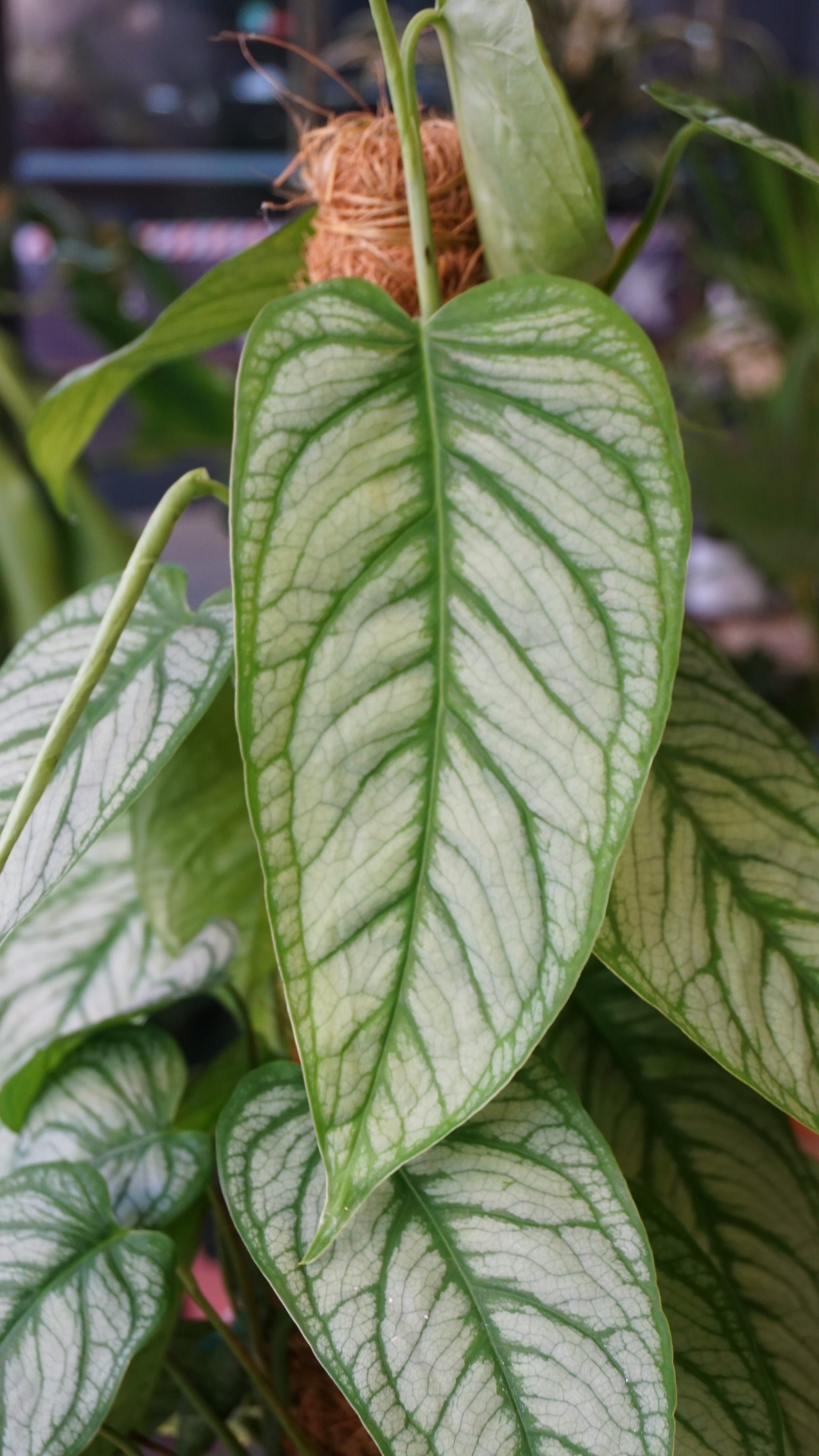 Monstera Siltepecana El Salvador studio plantes rares jungle jardinerie strasbourg rare plant shop online pflanzen
