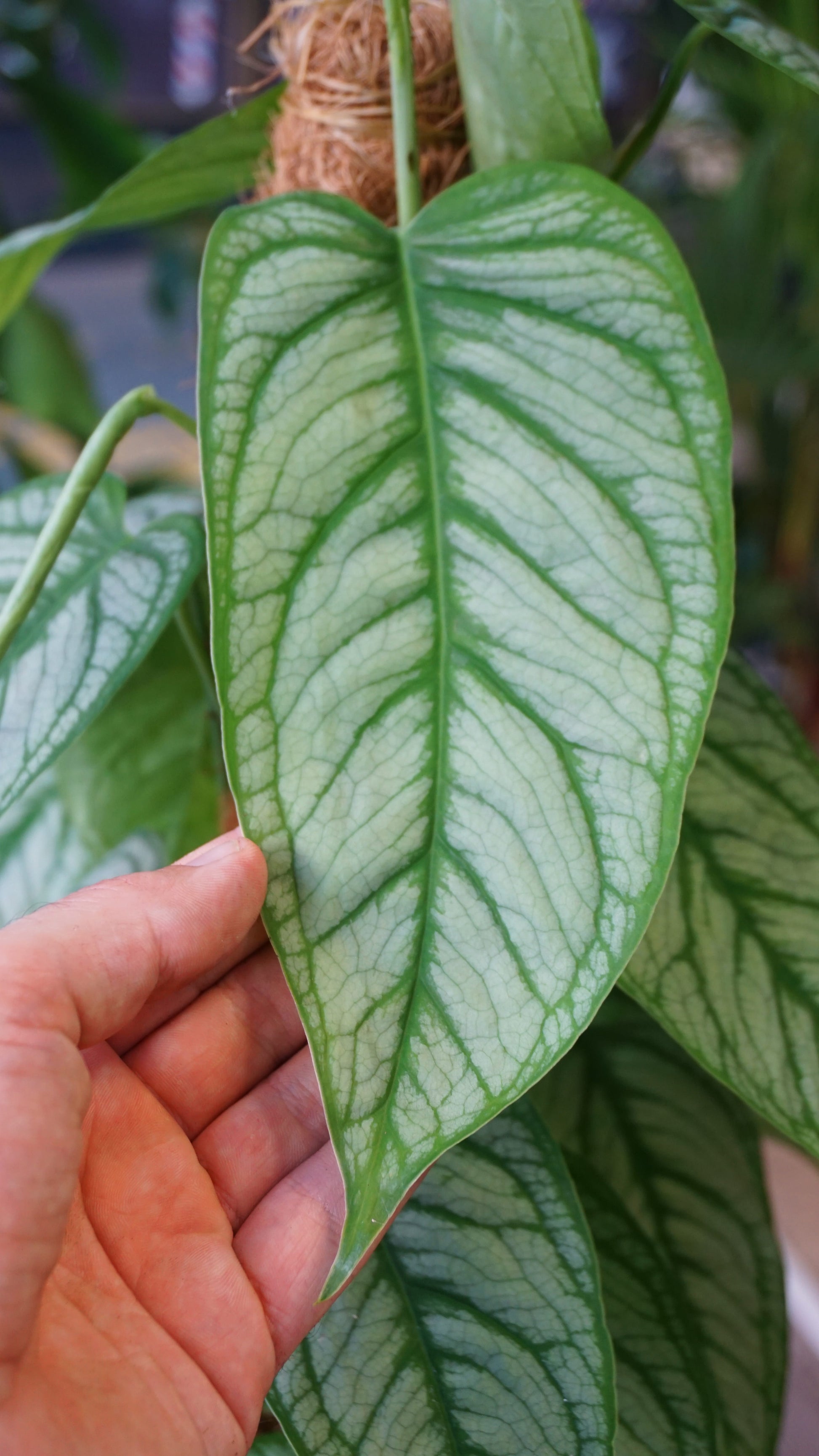 Monstera Siltepecana El Salvador studio plantes rares jungle jardinerie strasbourg rare plant shop online pflanzen