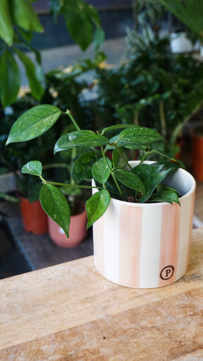 Hoya SP Vietnam studio plantes rares jungle jardinerie strasbourg rare plant shop online pflanzen