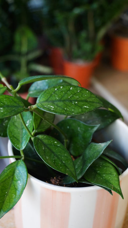 Hoya SP Vietnam studio plantes rares jungle jardinerie strasbourg rare plant shop online pflanzen