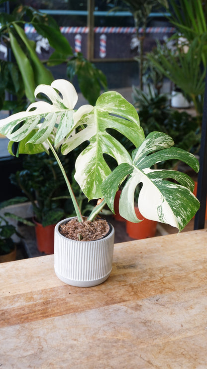 Monstera Variegata studio plantes rares jungle jardinerie strasbourg rare plant shop online pflanzen