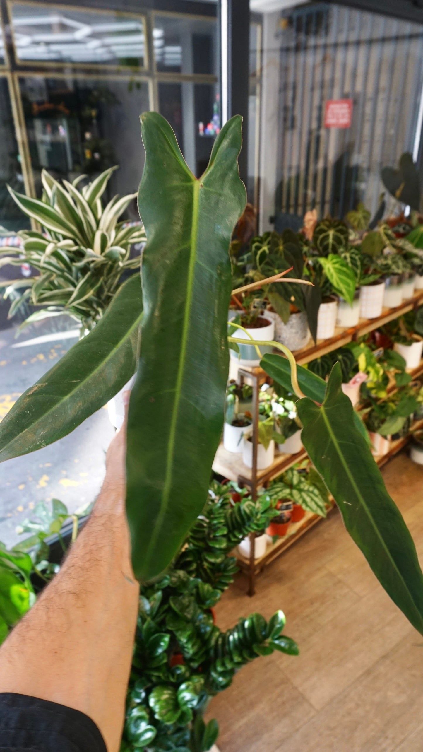 Philodendron Spiritus Sancti (L)