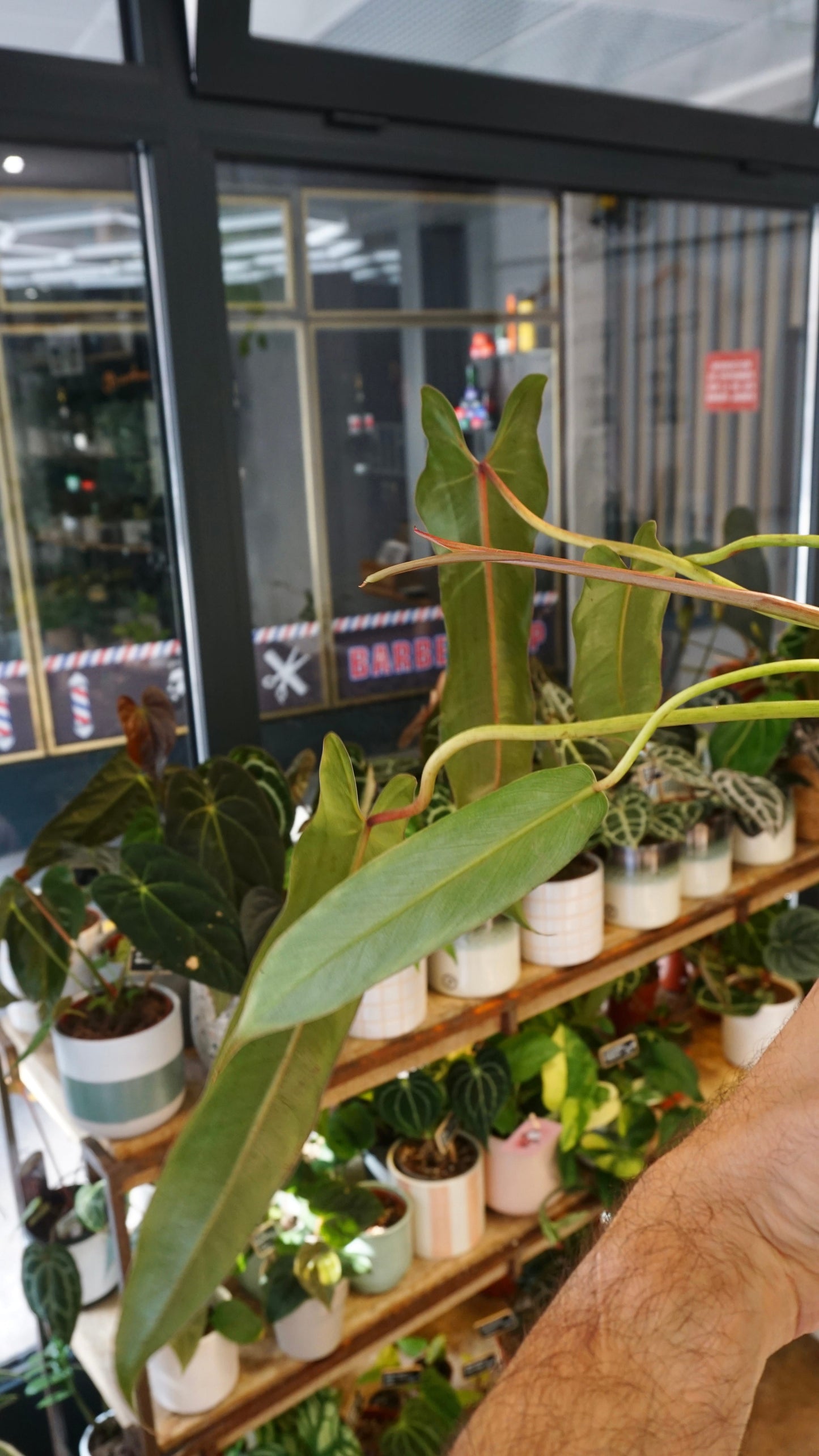 Philodendron Spiritus Sancti (L)