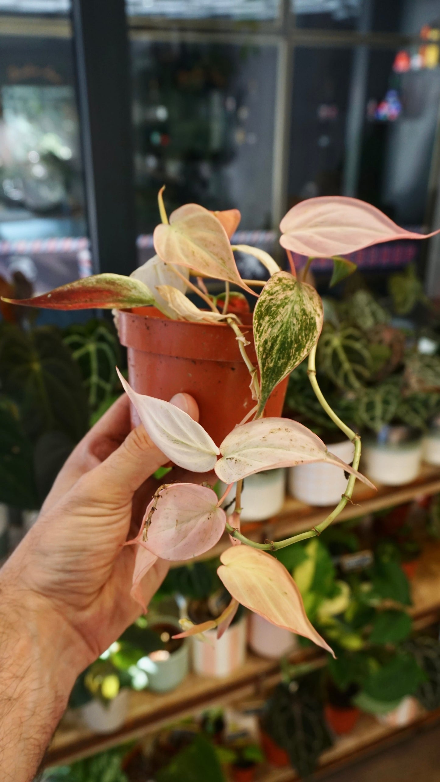 Philodendron Micans Pink Variegata studio plantes rares jungle jardinerie strasbourg rare plant shop online pflanzen