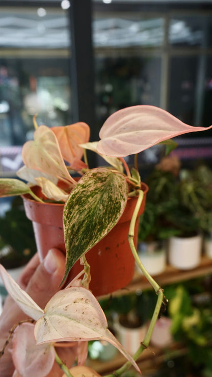 Philodendron Micans Pink Variegata studio plantes rares jungle jardinerie strasbourg rare plant shop online pflanzen