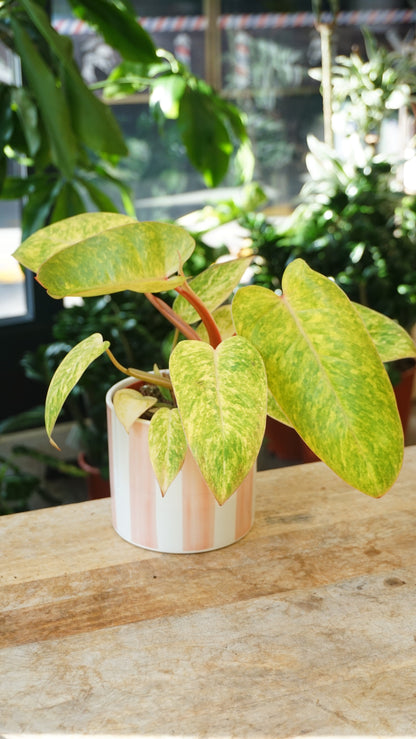 Philodendron Painted Lady studio plantes rares jungle jardinerie strasbourg rare plant shop online pflanzen