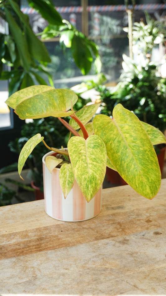 Philodendron Painted Lady studio plantes rares jungle jardinerie strasbourg rare plant shop online pflanzen