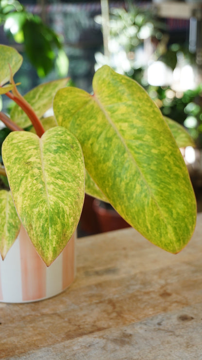 Philodendron Painted Lady studio plantes rares jungle jardinerie strasbourg rare plant shop online pflanzen