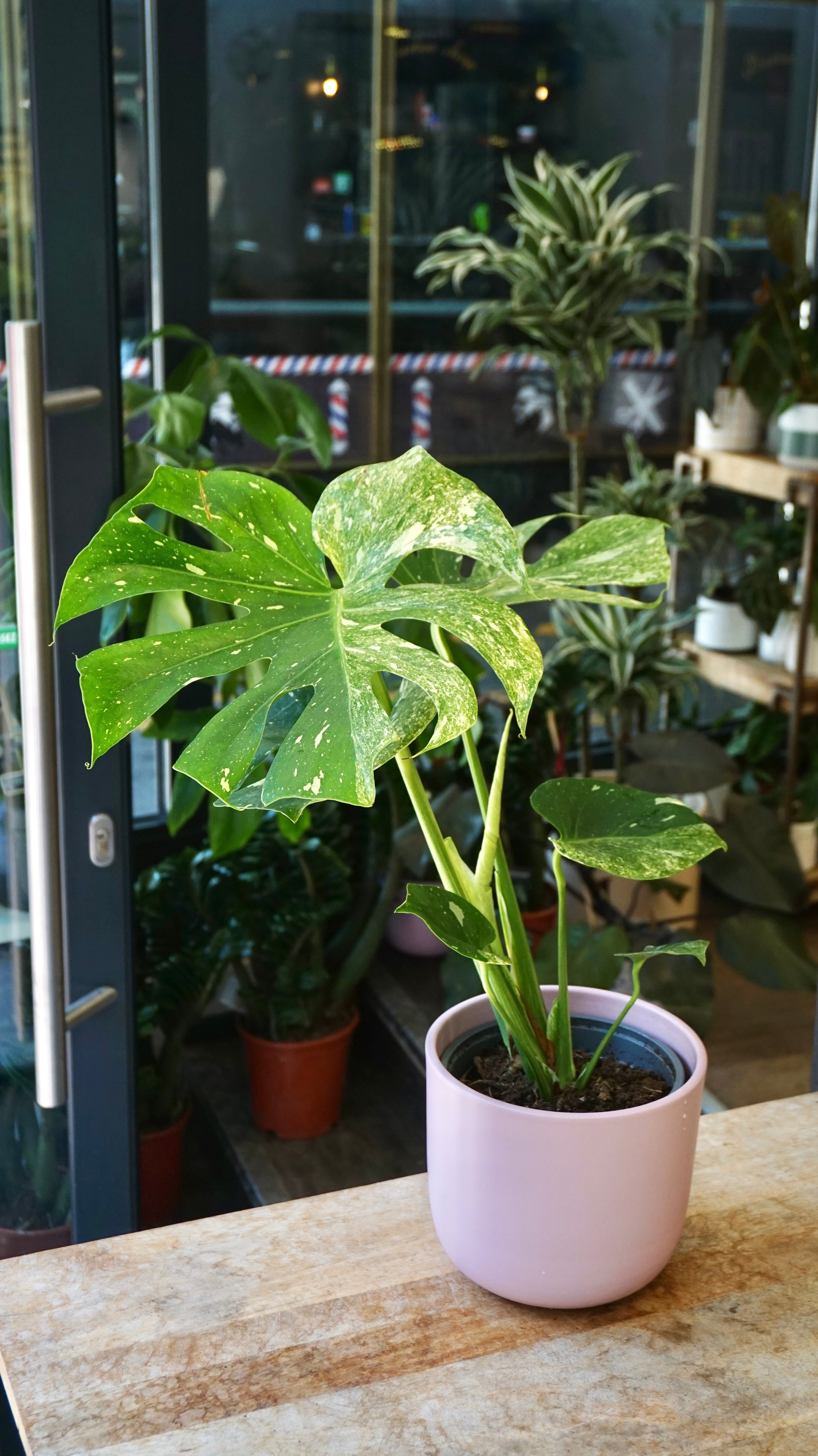 Monstera Magic Witch studio plantes rares jungle jardinerie strasbourg rare plant shop online pflanzen