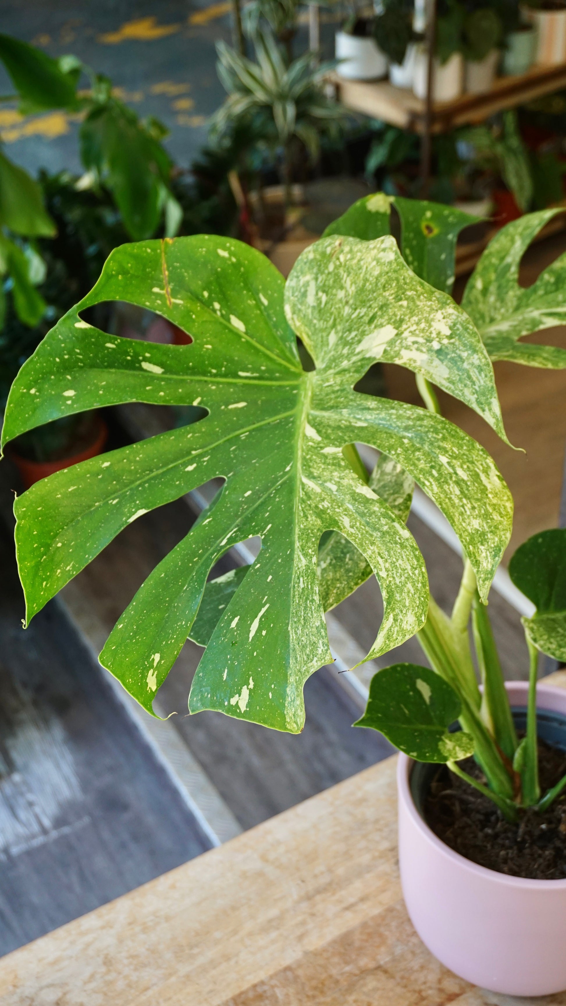 Monstera Magic Witch studio plantes rares jungle jardinerie strasbourg rare plant shop online pflanzen