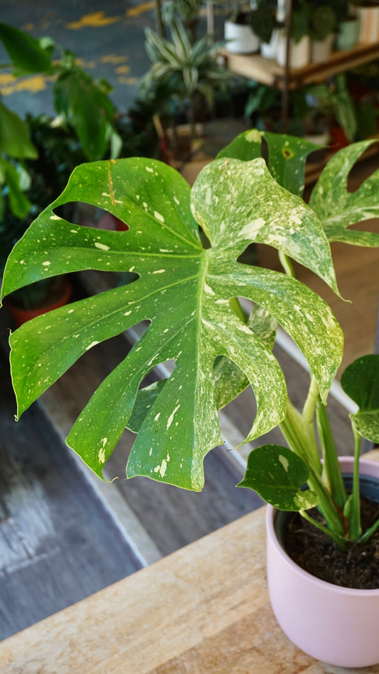Monstera Magic Witch studio plantes rares jungle jardinerie strasbourg rare plant shop online pflanzen