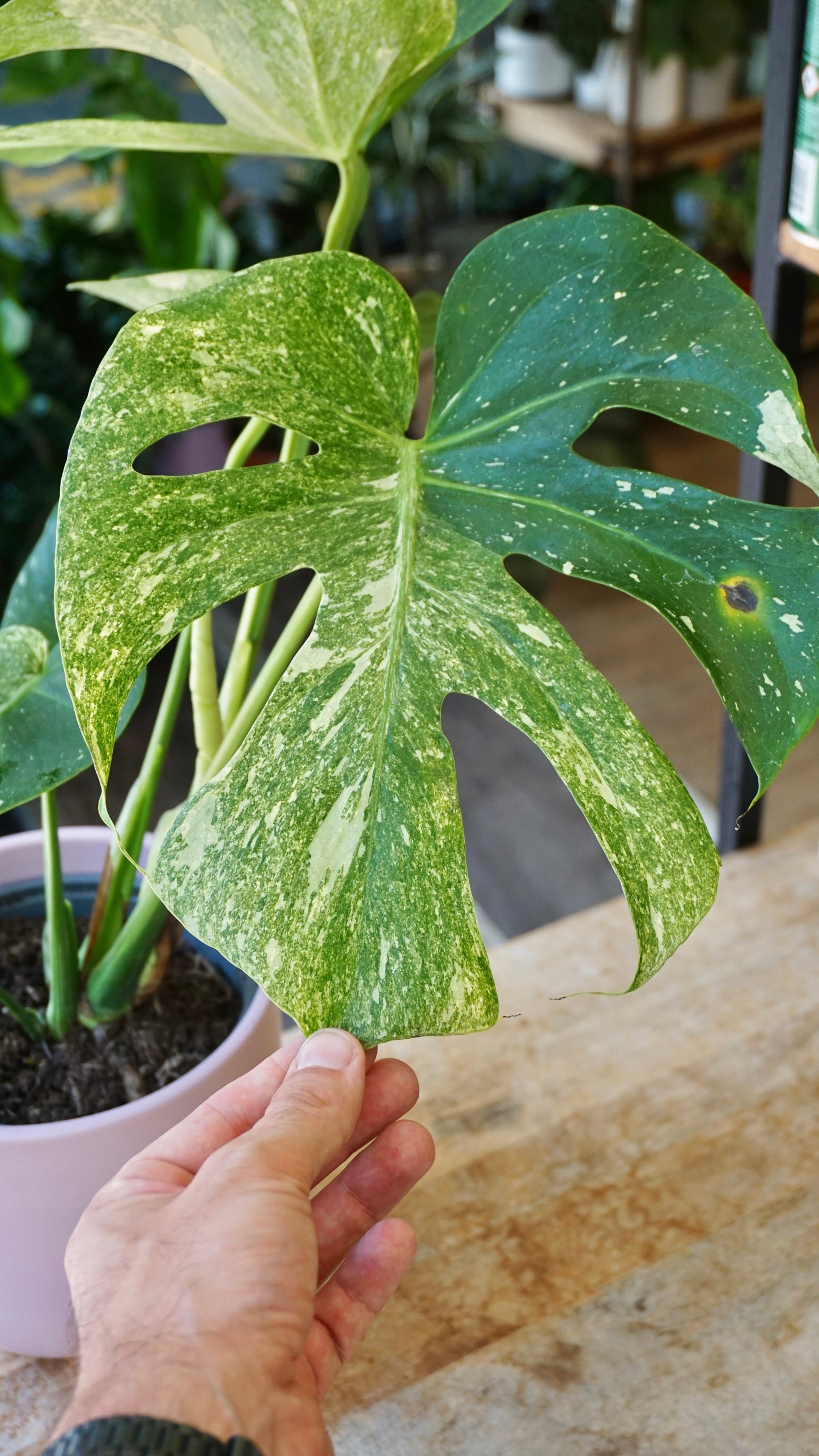 Monstera Magic Witch studio plantes rares jungle jardinerie strasbourg rare plant shop online pflanzen