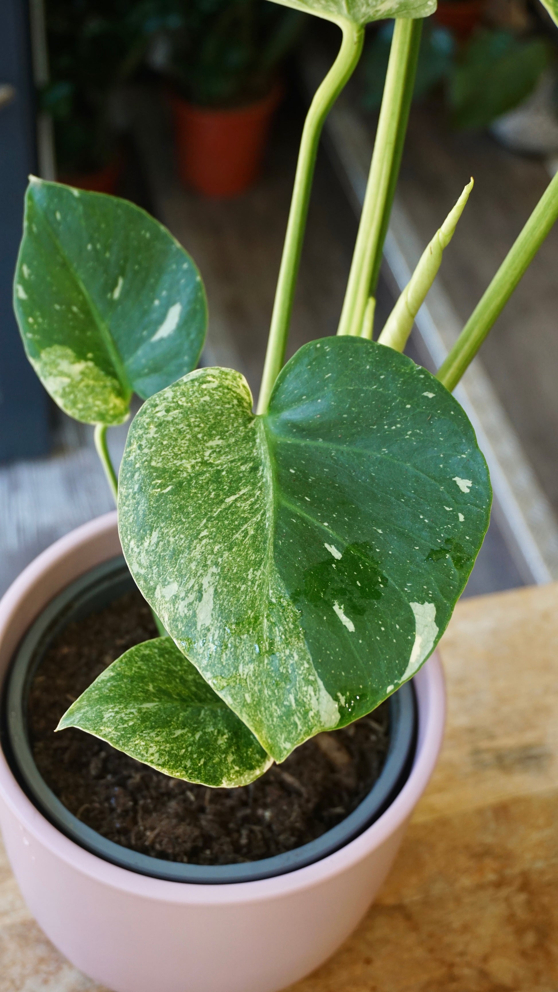 Monstera Magic Witch studio plantes rares jungle jardinerie strasbourg rare plant shop online pflanzen