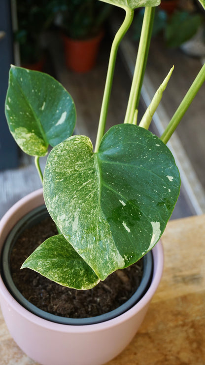 Monstera Magic Witch studio plantes rares jungle jardinerie strasbourg rare plant shop online pflanzen
