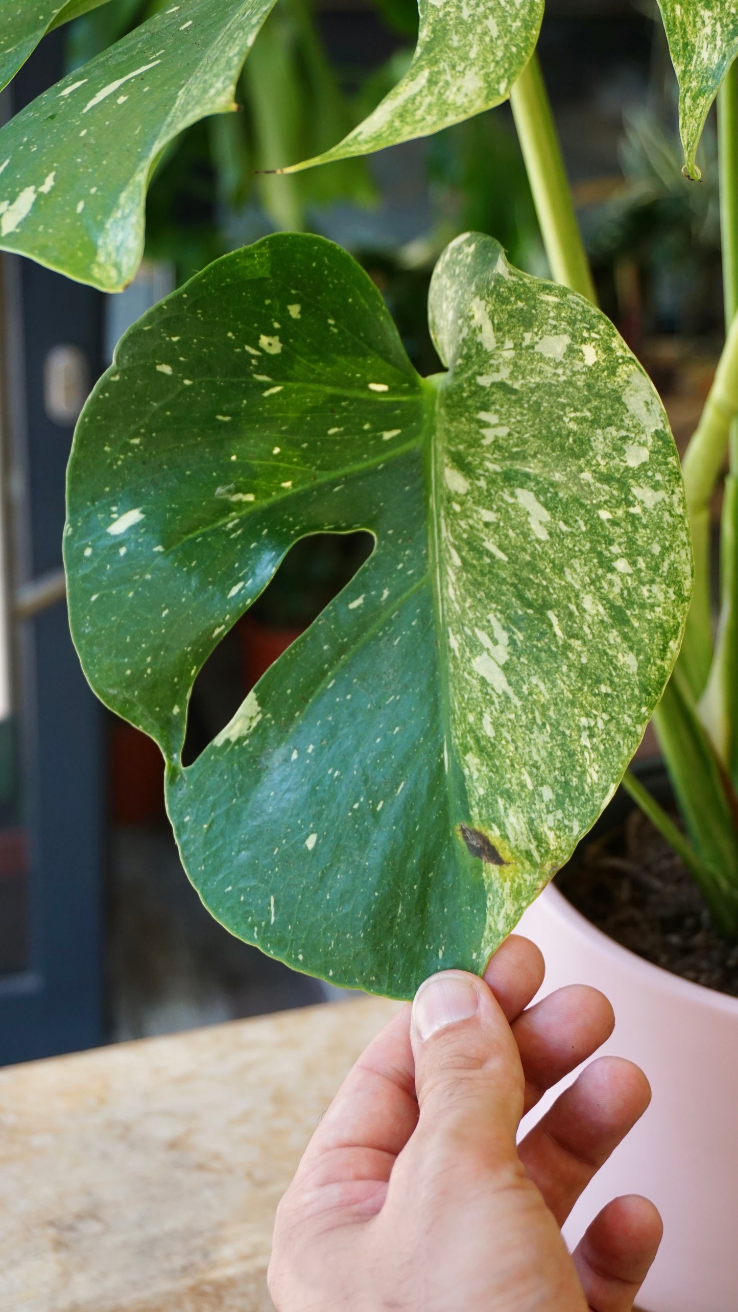 Monstera Magic Witch studio plantes rares jungle jardinerie strasbourg rare plant shop online pflanzen