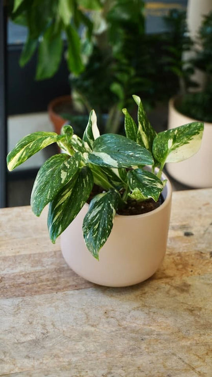Monstera Standleyana Stardust