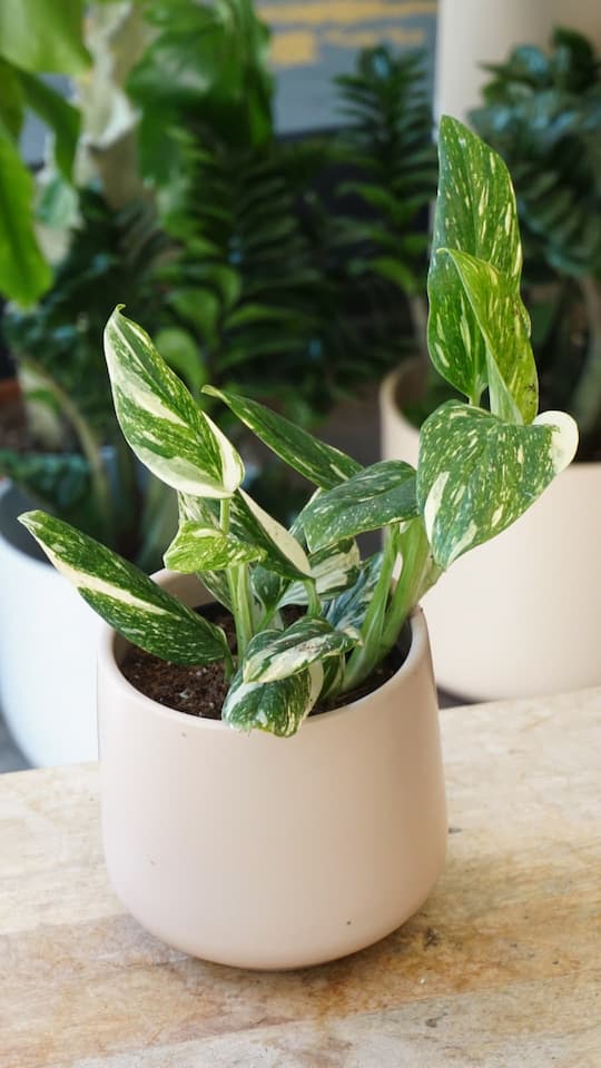 Monstera Standleyana Stardust
