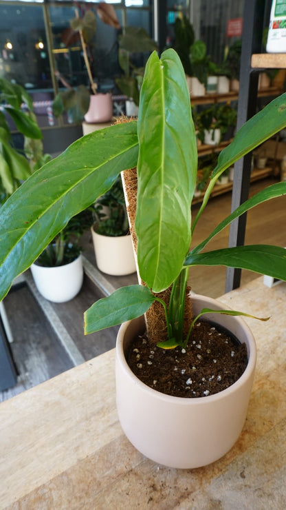 Monstera obliqua Yasuni