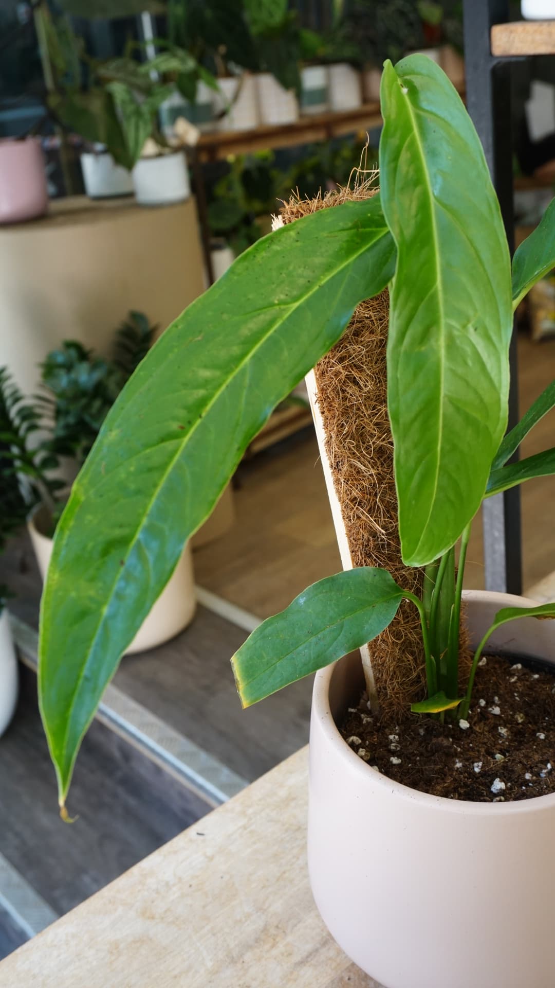 Monstera obliqua Yasuni